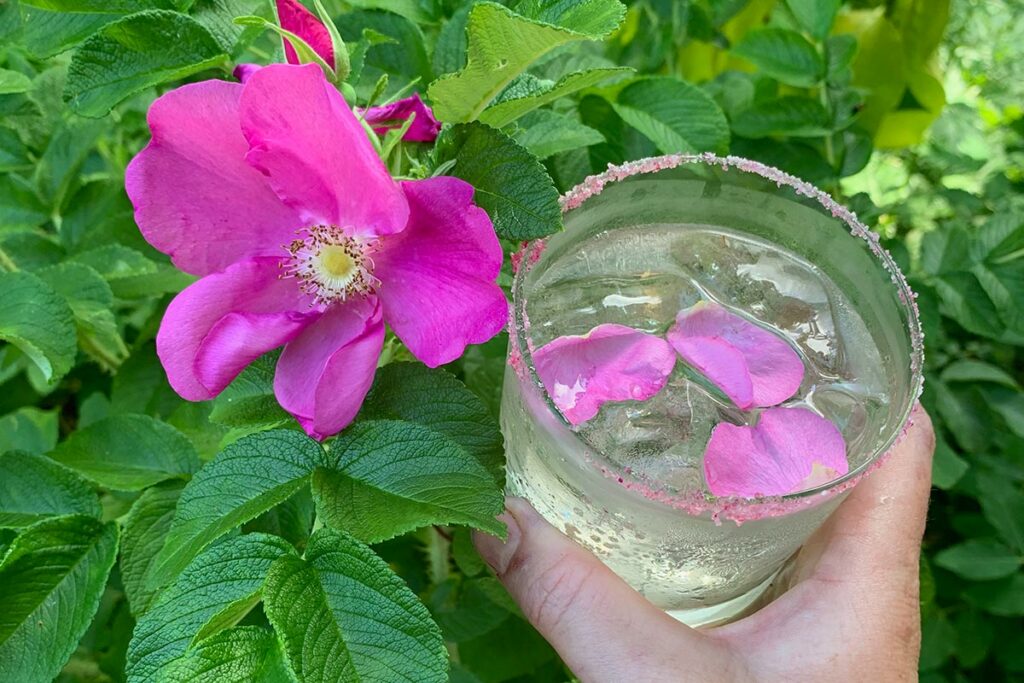 An herbal drink with flower petals and a sugared rim.