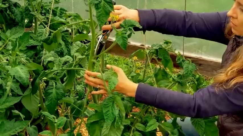 A woman pruning off a tomato sucker.