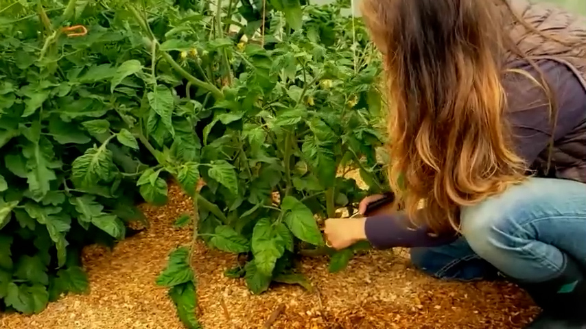 A woman pruning off the lower branches of a tomato plant.