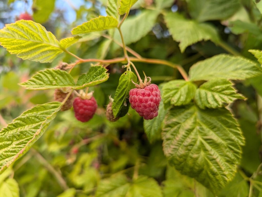 Ripe raspberries on a bush.