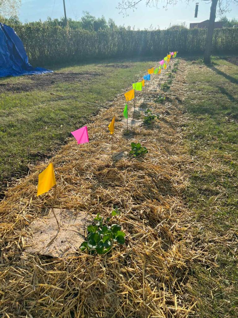 Immature food forest with flags in a row.