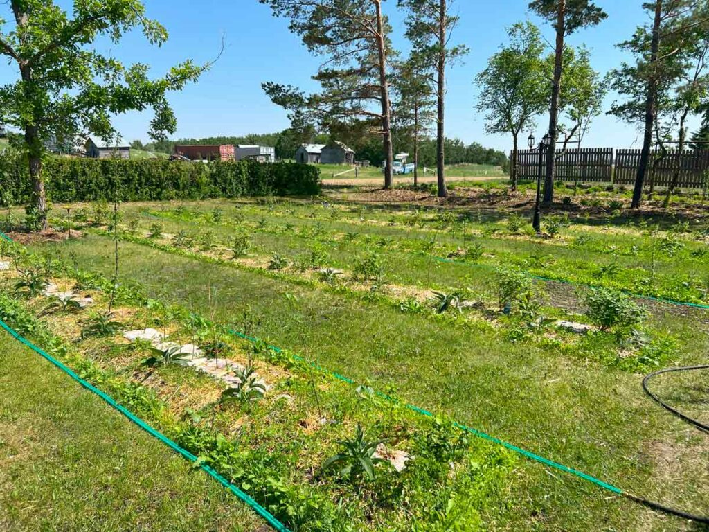 Small, immature food forest just starting to grow.