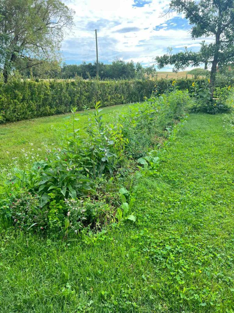 Food forest growing in a row.