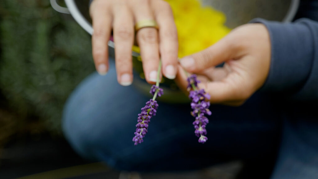 Two lavender flower sprigs in a woman's hand.