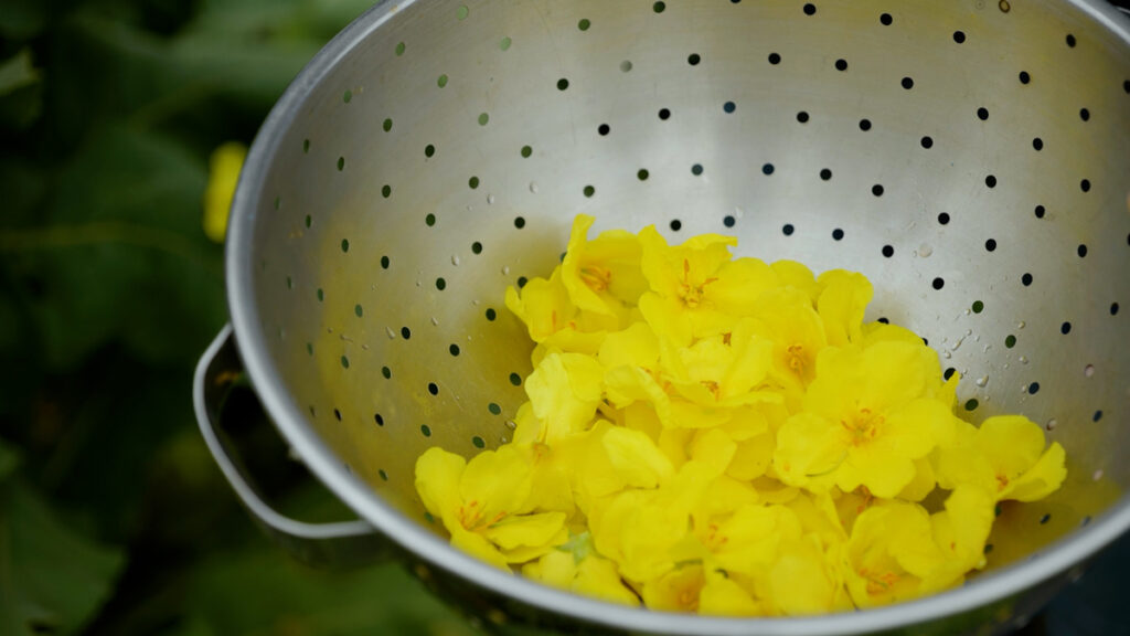 A colander full of mullein flowers.