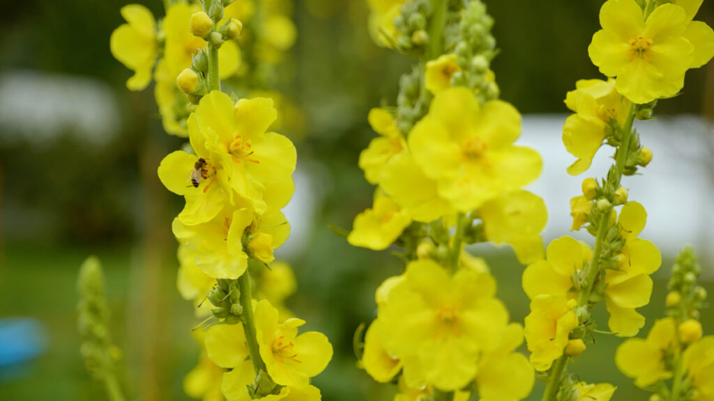 Mullein flowers with a bee harvesting pollen.