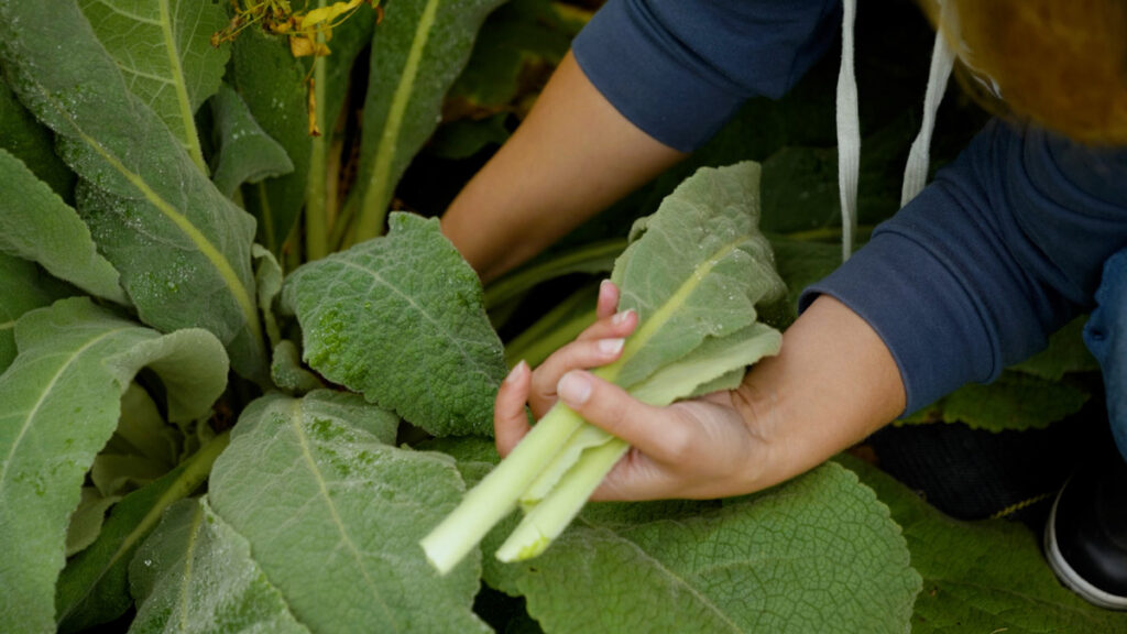 A woman harvesting mullein leaves from the garden.