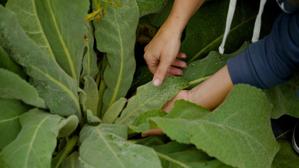 A woman harvesting mullein leaves from the garden.