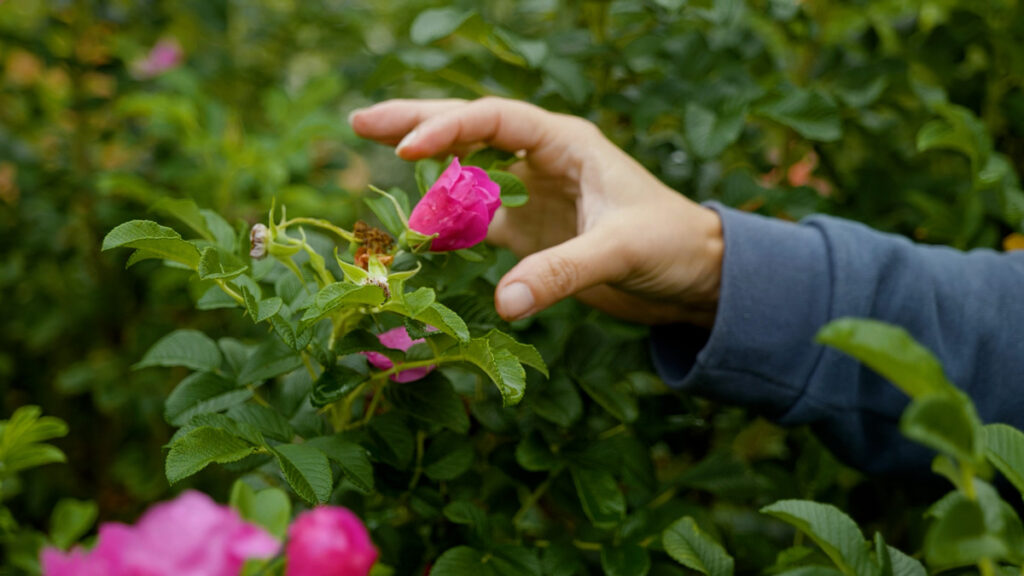 A woman harvesting a medicinal rose flower.