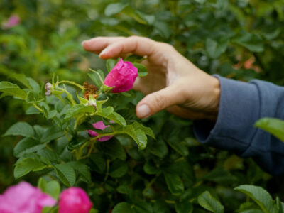 A woman harvesting a medicinal rose flower.