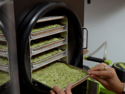 Trays of shredded zucchini going into the freeze dryer.