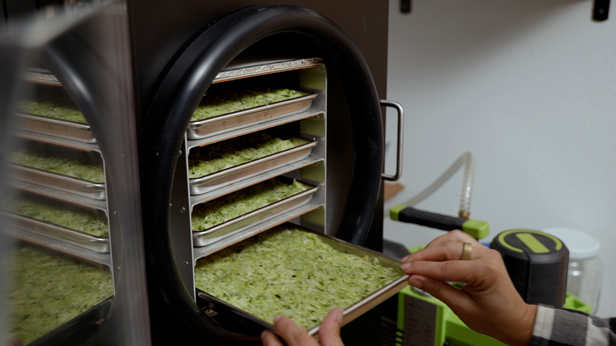 Trays of shredded zucchini going into the freeze dryer.