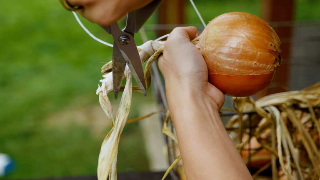 A woman cutting of the stalk of an onion.