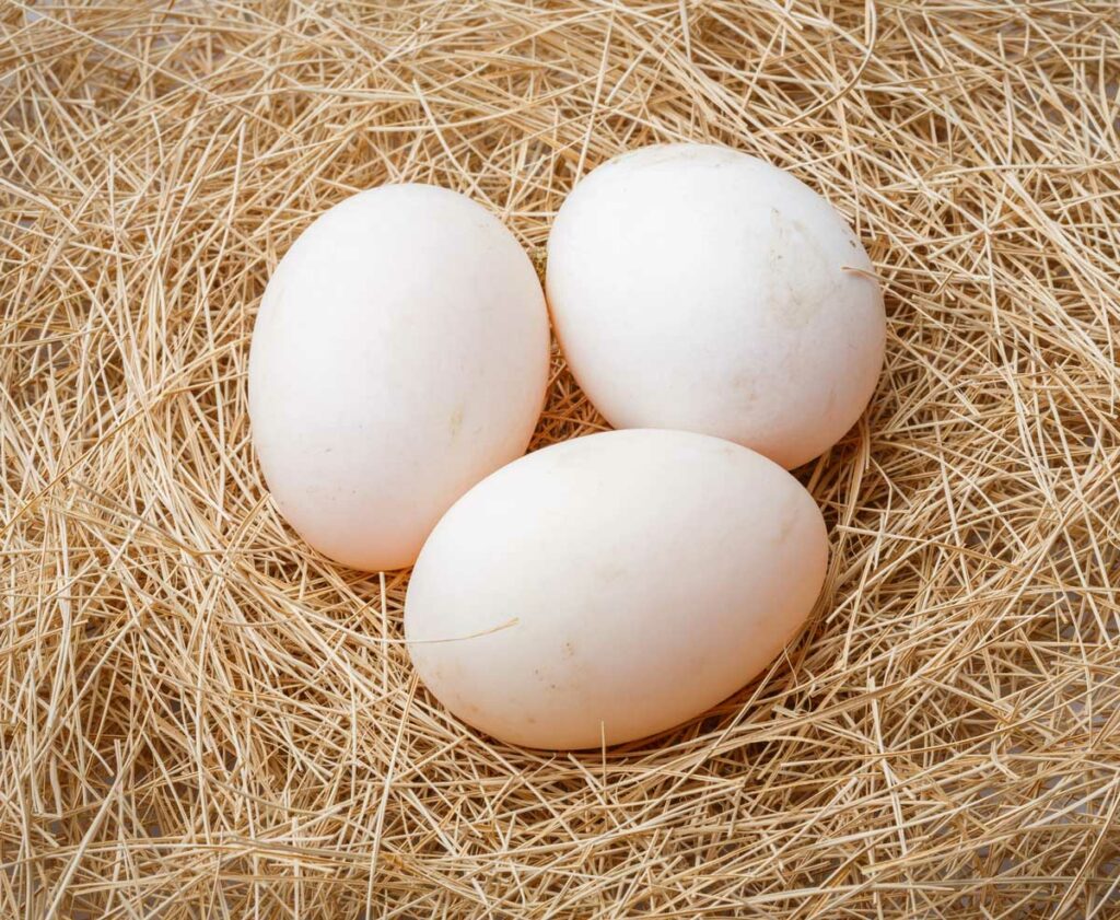 Duck eggs in a nest of hay.