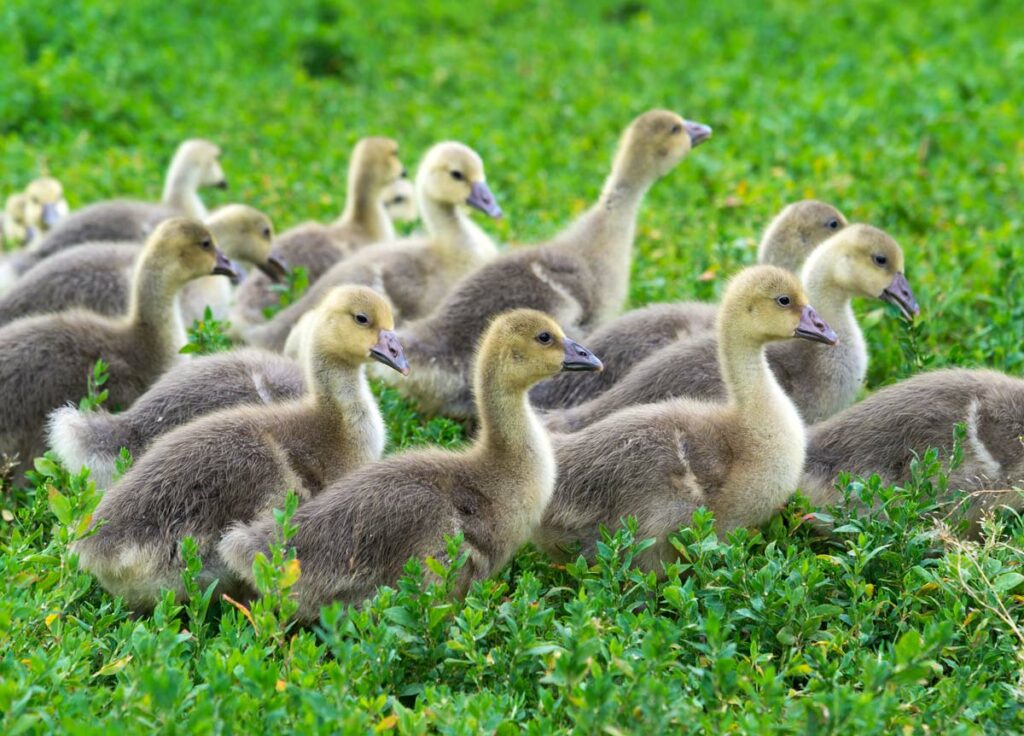 Flock of baby ducklings in the grass.