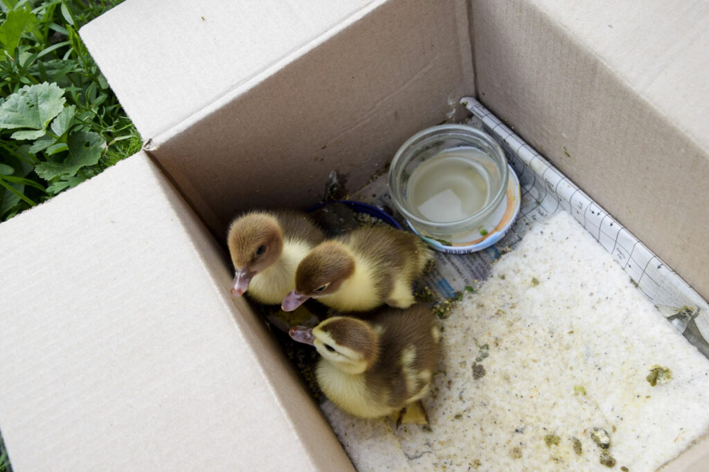 Three ducklings in a cardboard brooder box.