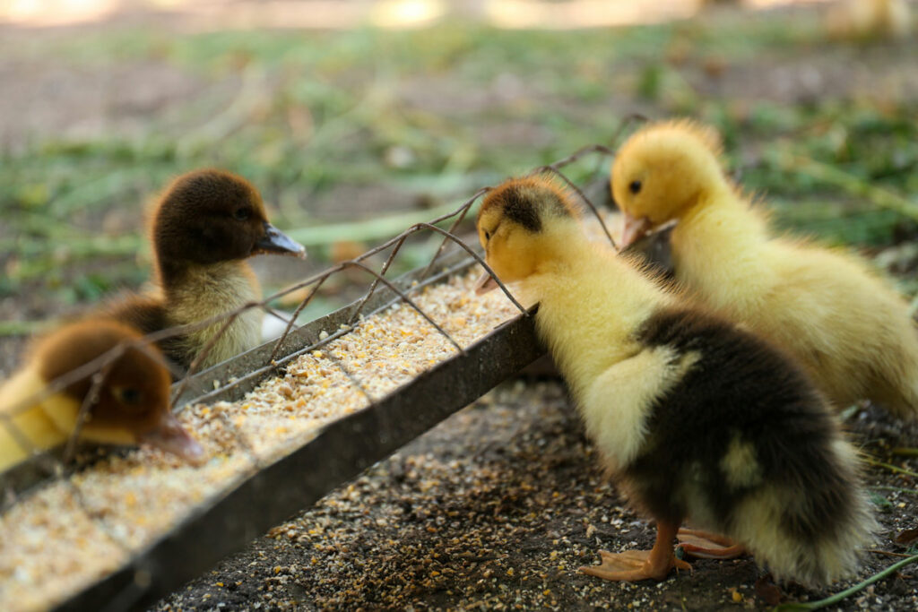 Ducklings eating from a feeding trough.