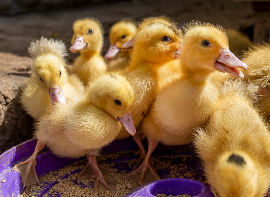 Ducklings standing in a tray of feed.