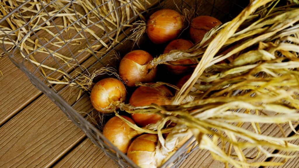 Onions being cleaned and ready for storage.