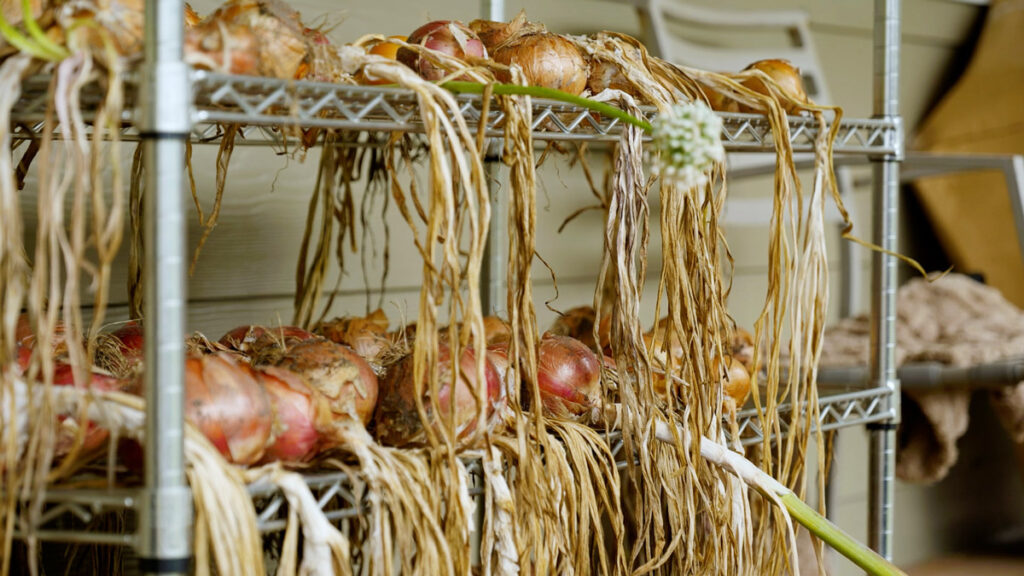 Onions curing and drying on a rack.