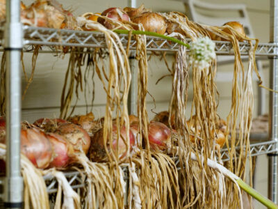 Onions curing and drying on a rack.