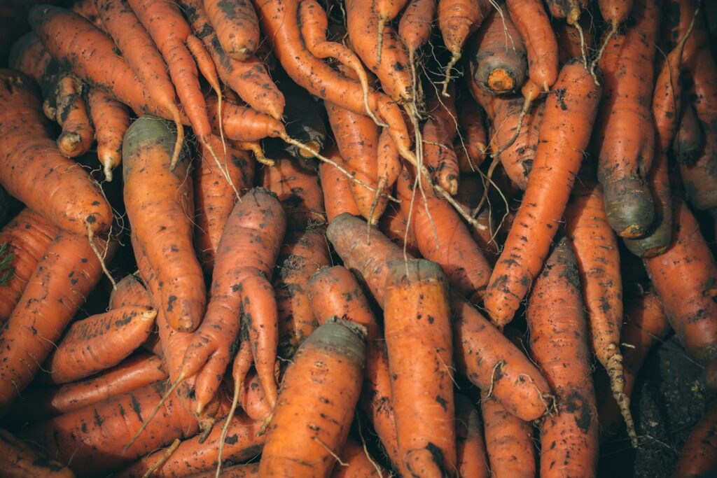 A large pile of carrots freshly harvested from the ground.