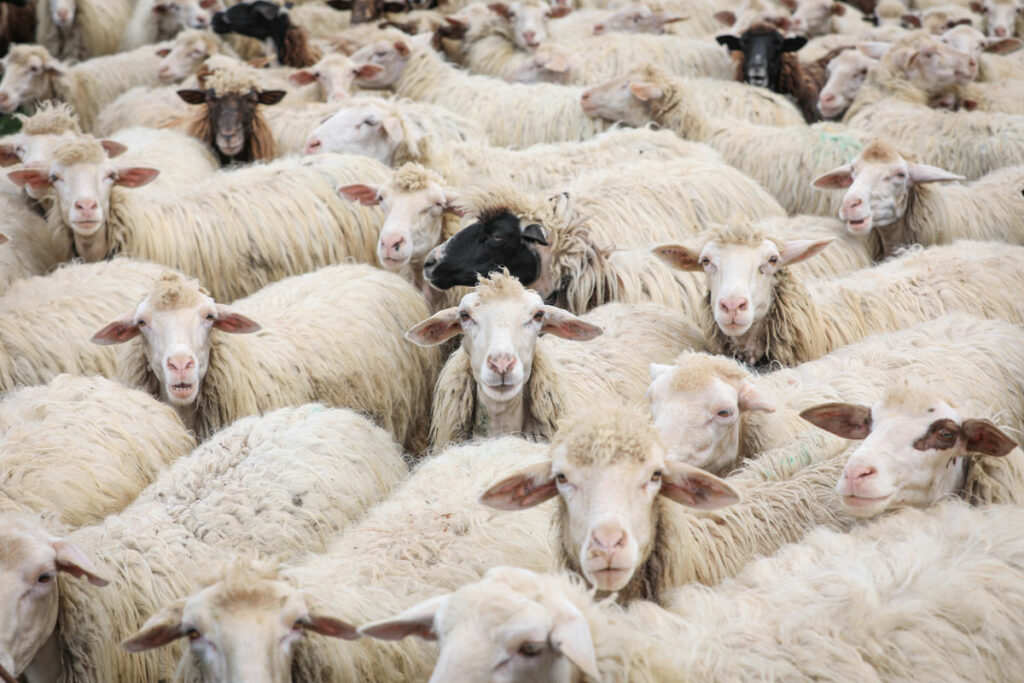 A herd of sheep