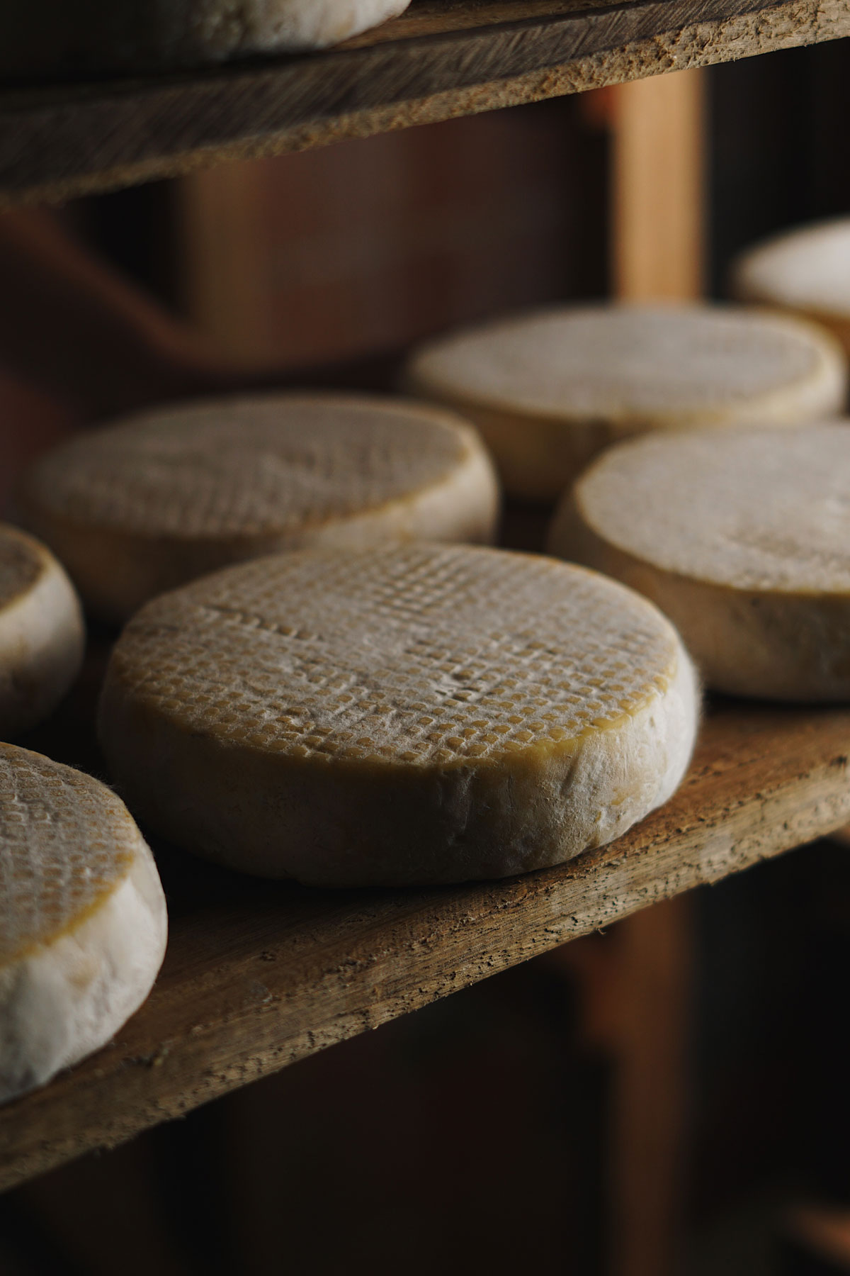 Wheels of cheese on a wooden shelf.