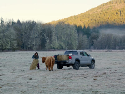 A woman feeding cows in a large frosty field.