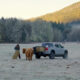 A woman feeding cows in a large frosty field.