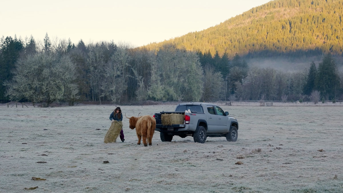 A woman feeding cows in a large frosty field.