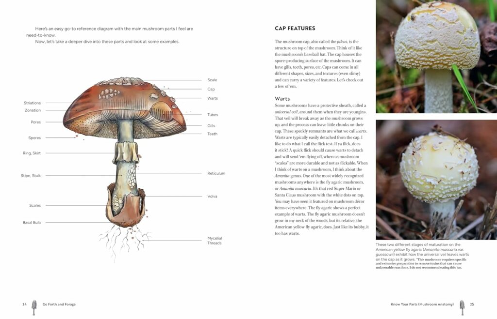 A page from Go Forth and Forage of a mushroom anatomy.