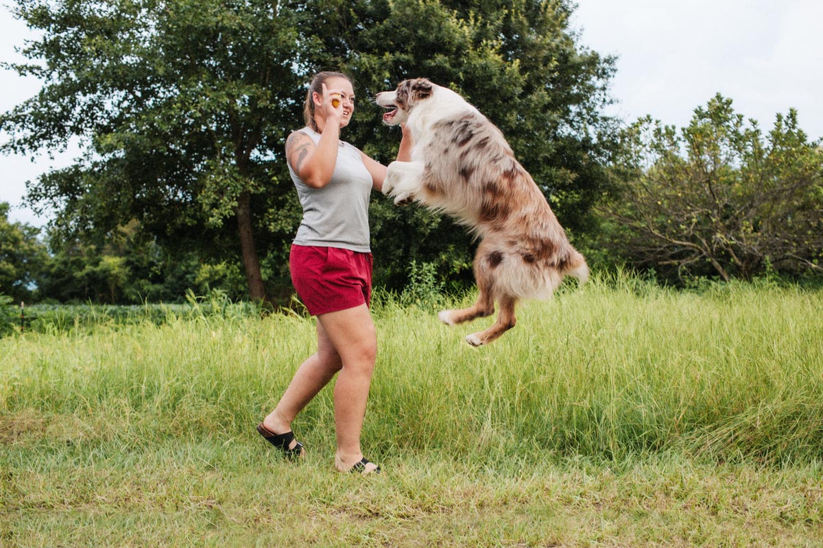 A herding dog jumping.