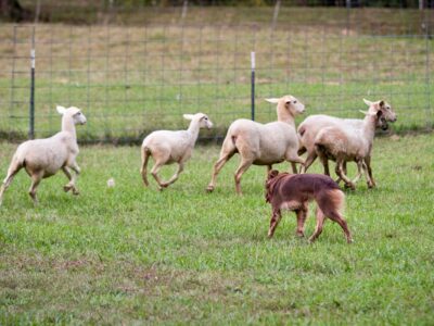 A herding dog with livestock.