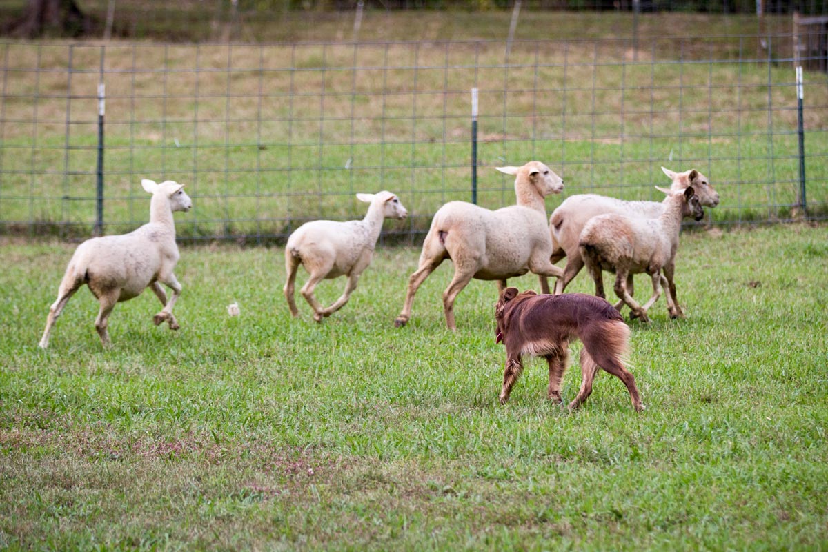 A herding dog with livestock.