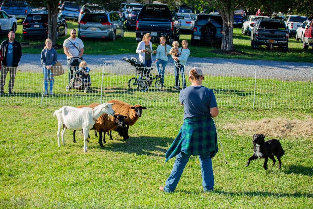 A woman working a herding dog.