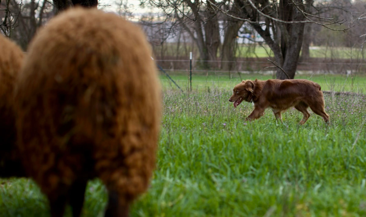 A herding dog with livestock.