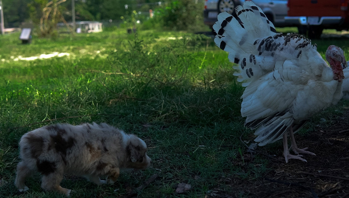 A herding puppy with turkeys.