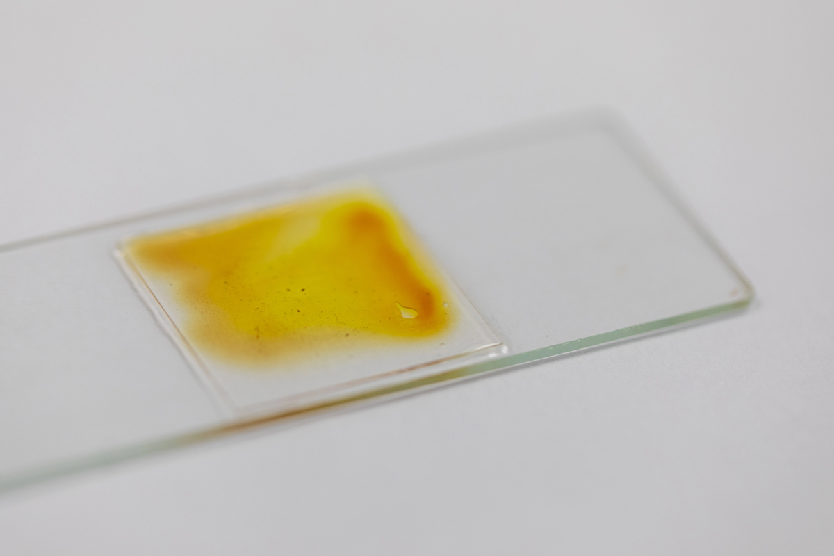 A glass slide with a stool analysis.