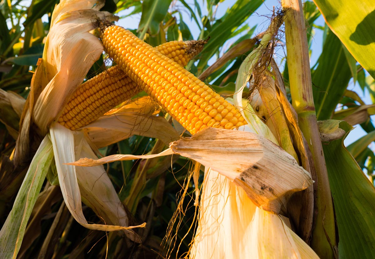 Dried corn in the husk still on the stalk.
