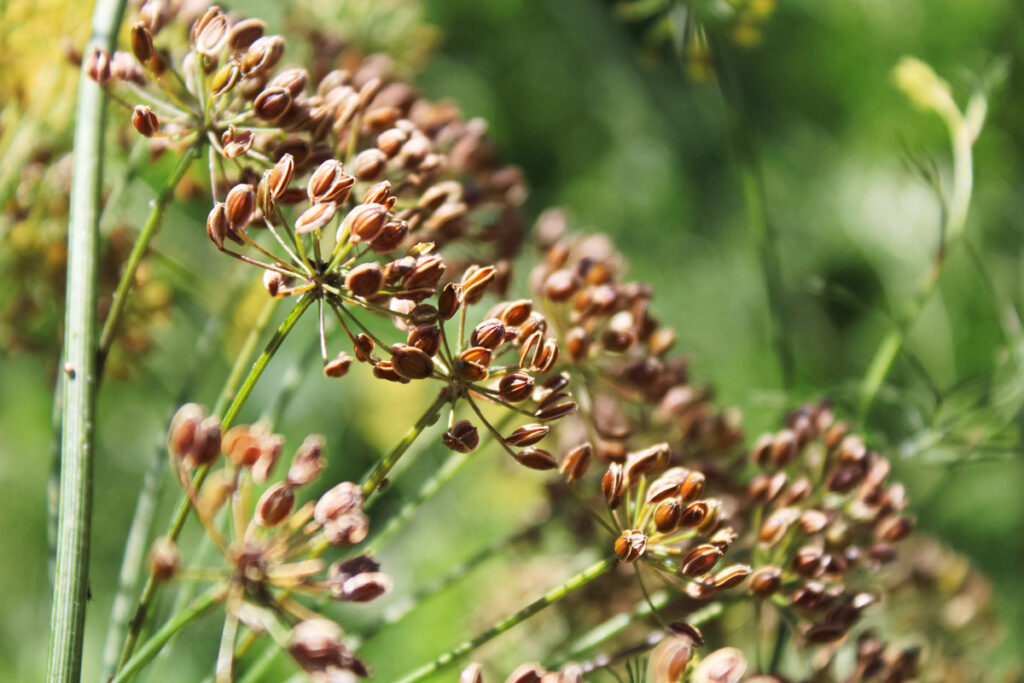 Dill seed head.