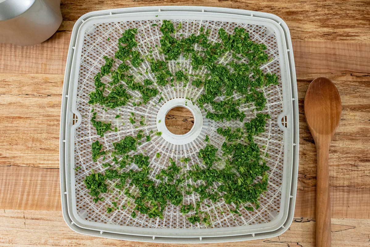 Salted basil laying on a dehydrator tray.
