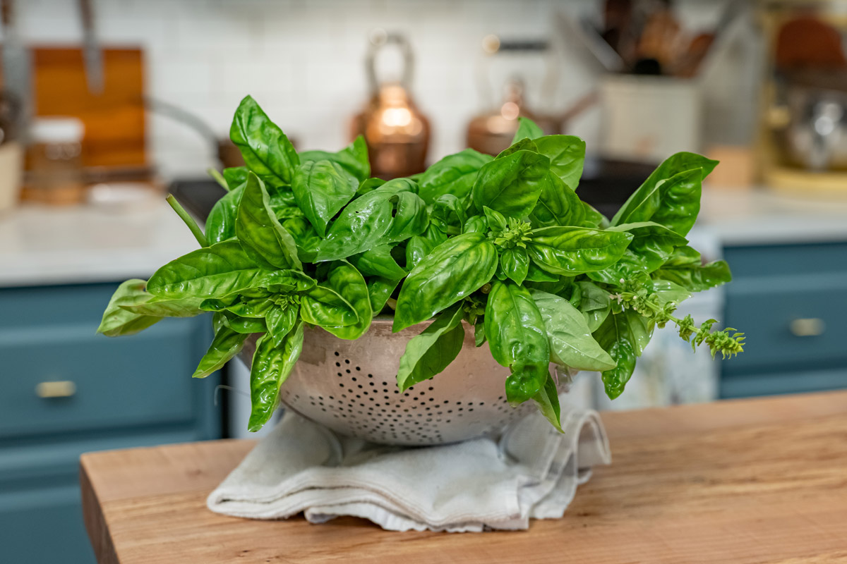 A colander of fresh basil.