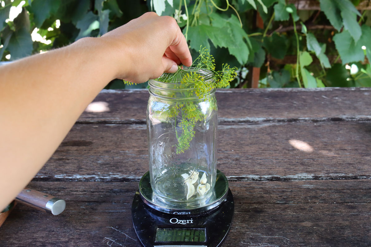 A hand adding garlic and dill to a glass jar.