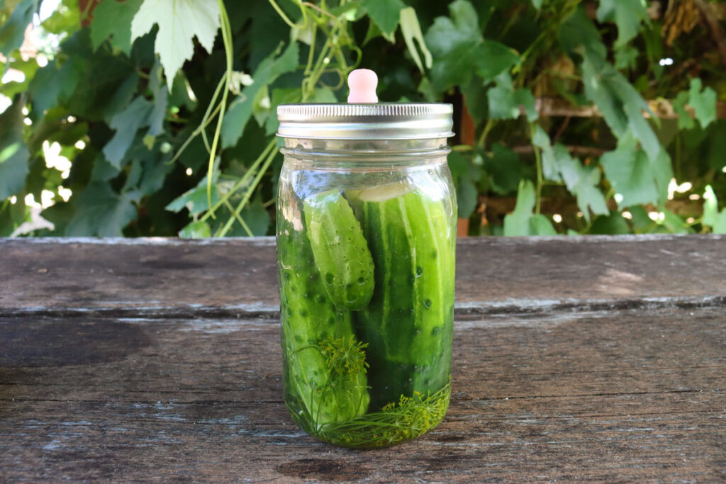 A jar of fermented pickles sitting on an outdoor table.