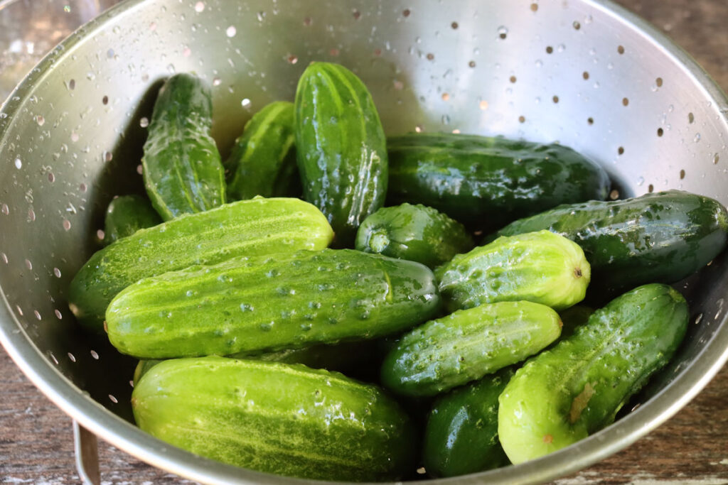 Washed pickling cucumbers in a colander.
