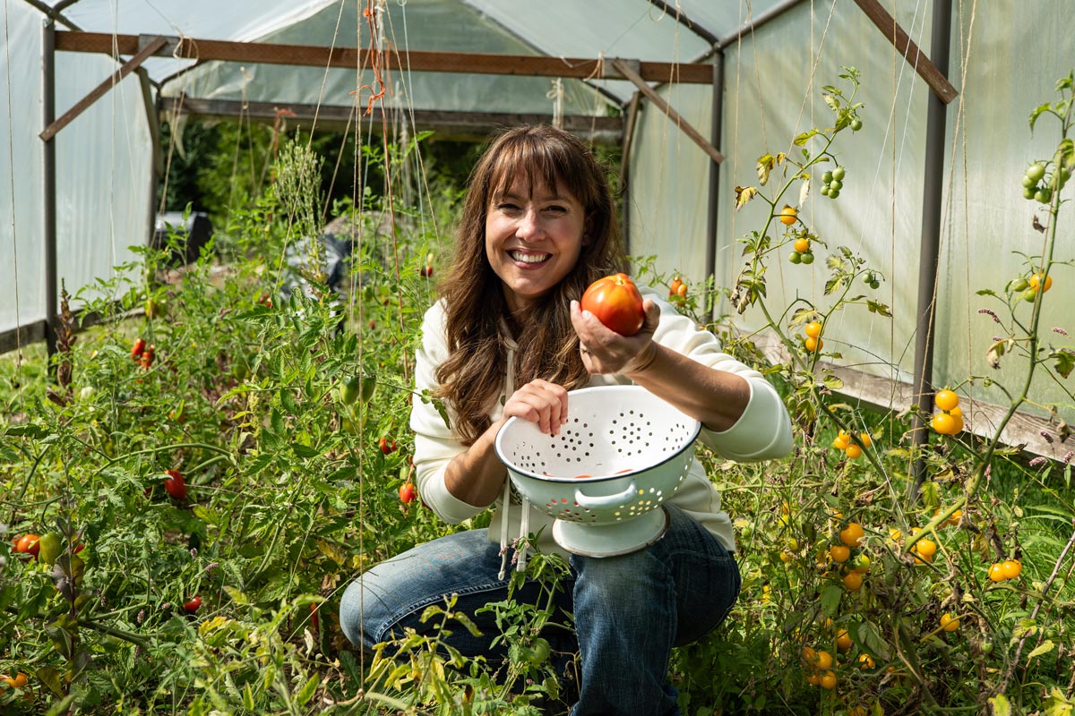 A woman in a high tunnel picking a tomato.