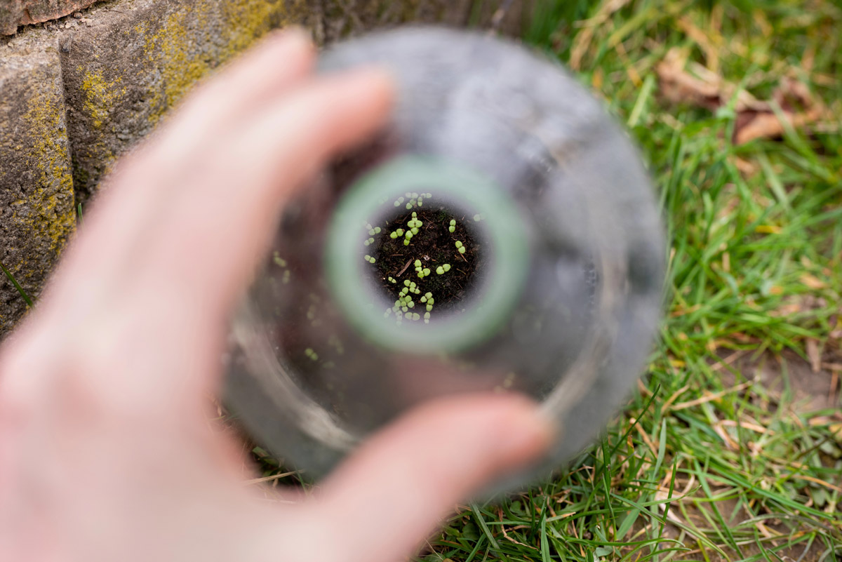 Looking at seedlings growing in a plastic bottle.