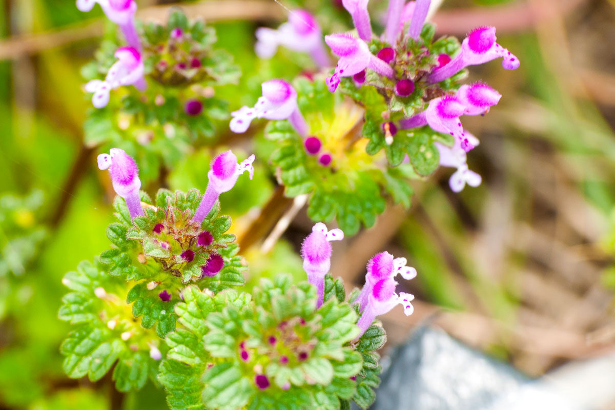 Henbit plant up close.