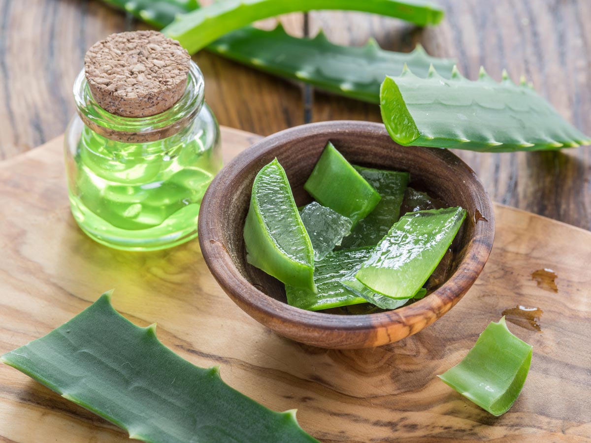 Aloe vera plant chopped into pieces.
